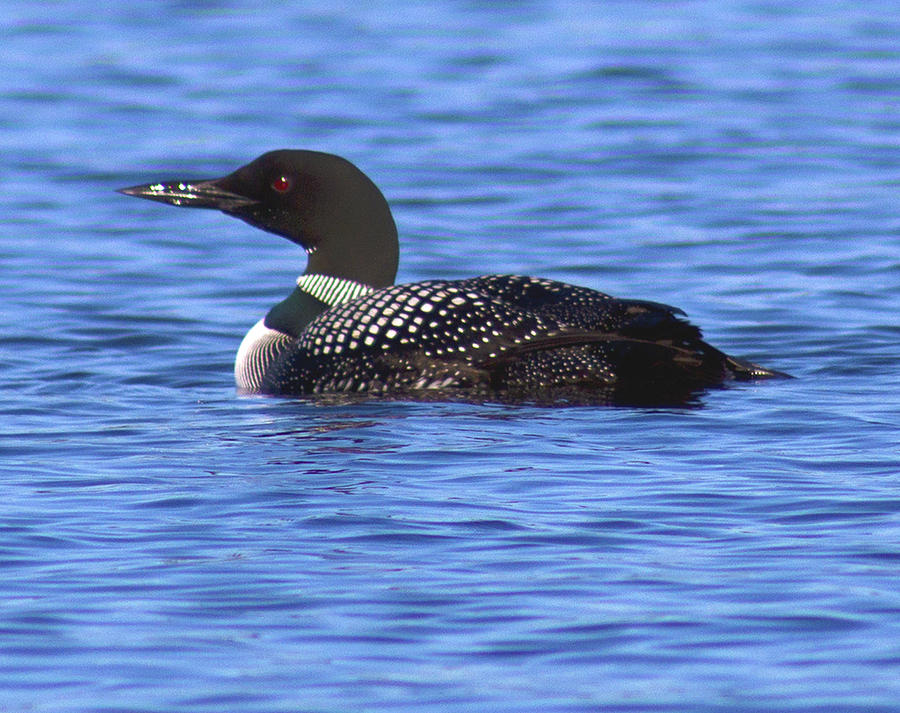 Common Loon Swimming Photograph by Mike Eckersley