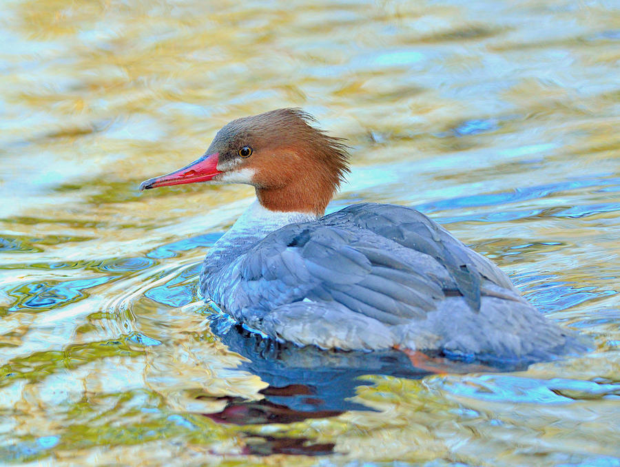 Common Merganser #1 Photograph by Kathy King