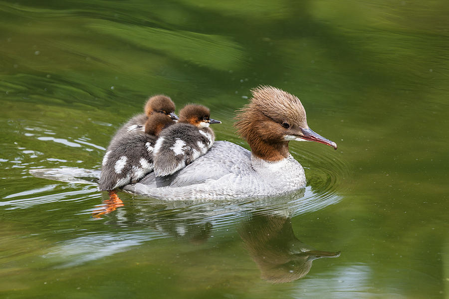 Common Merganser Mother Carrying Chicks #1 Photograph by Konrad Wothe