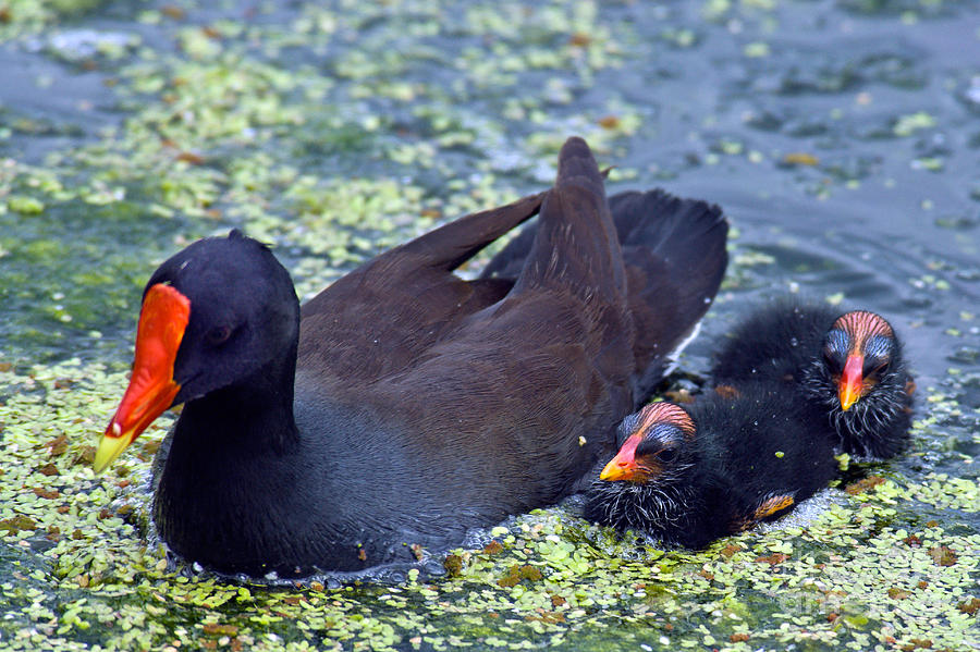 Animal Photograph - Common Moorhen Mother With Chicks #1 by Mark Newman