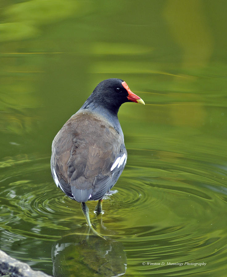 Common Moorhen #1 Photograph by Winston D Munnings