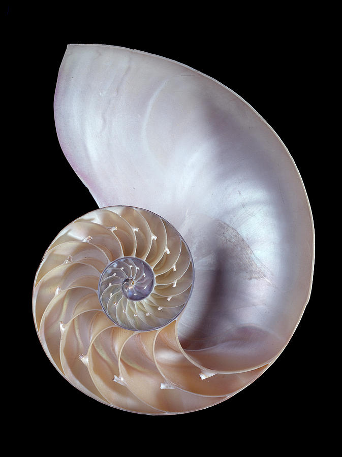 Common Nautilus Photograph by Natural History Museum, London - Fine Art ...