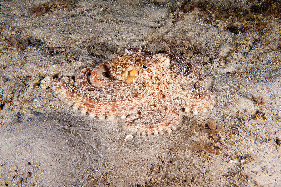 Common Octopus #1 Photograph by Andrew J. Martinez
