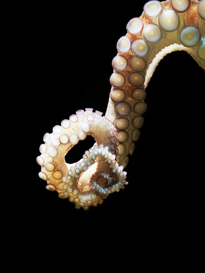 Common Octopus, Octopus Vulgaris #1 Photograph by Henrik Sorensen