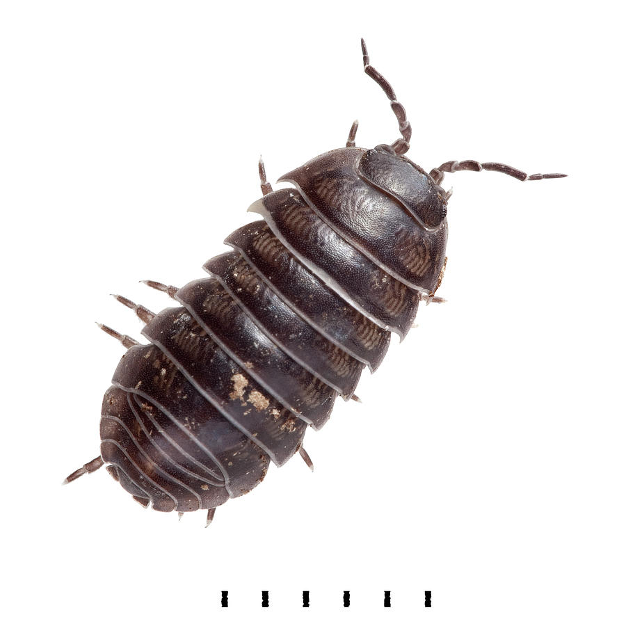 Nature Photograph - Common Pill Woodlouse #1 by Natural History Museum, London