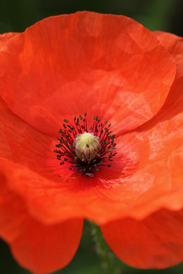 Poppy Photograph - Common Poppy #1 by Paul Lilley