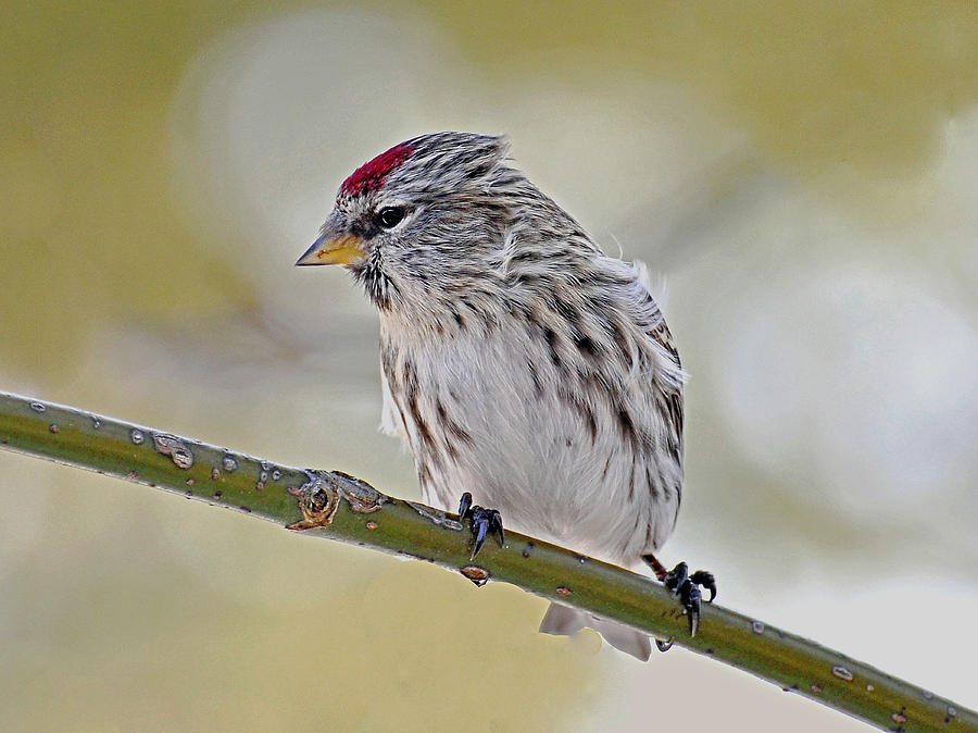 Common Redpoll #1 Photograph by Rodney Campbell