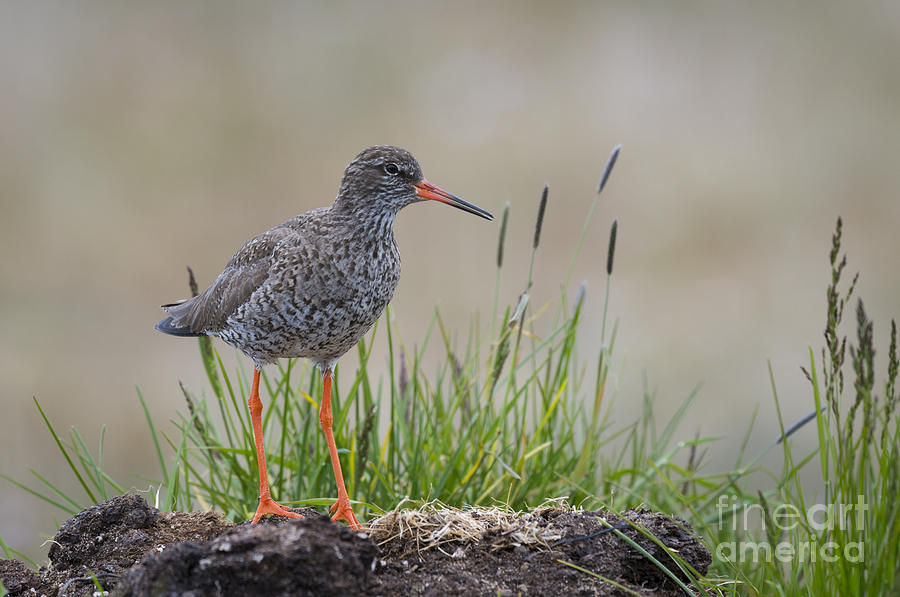 Common Redshank #1 Photograph by John Shaw