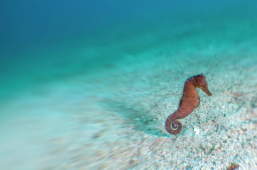 Common Seahorse #1 Photograph by Scubazoo/science Photo Library