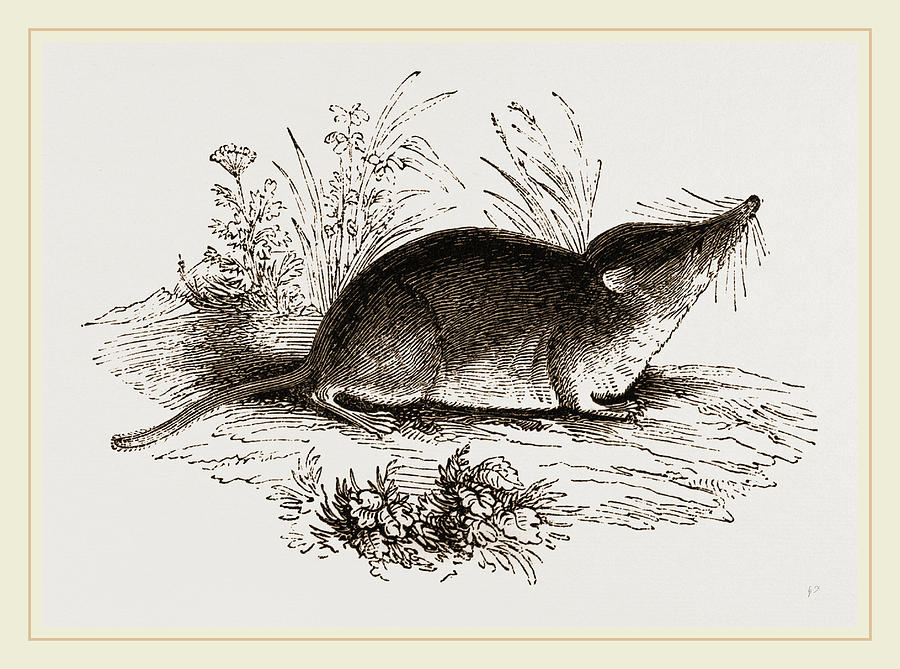 Common Shrew Drawing by Litz Collection Pixels
