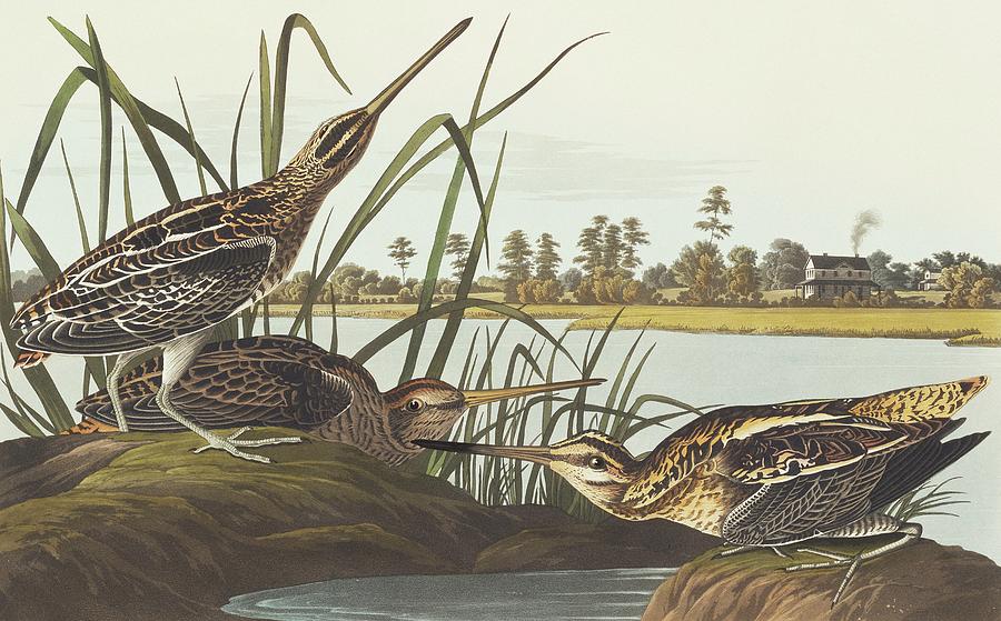 Common Snipe #1 Photograph by Natural History Museum, London/science Photo Library