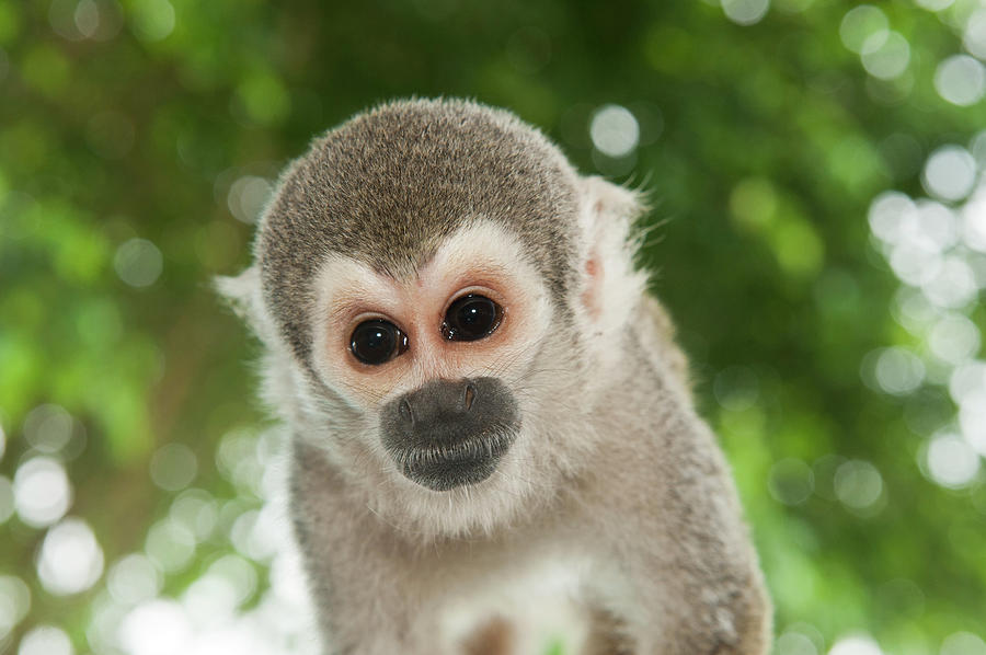 Common Squirrel Monkey (saimiri Sciureus Photograph by Pete Oxford ...