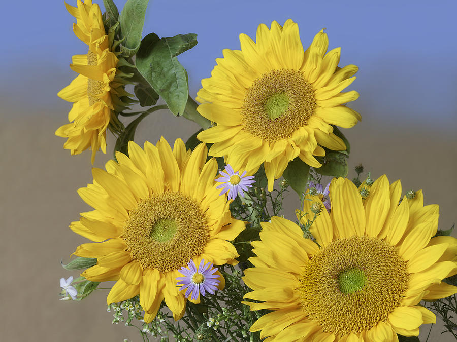 Common Sunflower And Asters #1 Photograph by Tim Fitzharris
