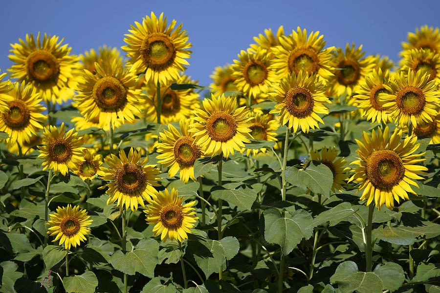 Common Sunflower Flowers Japan #1 Photograph by Hiroya  Minakuchi