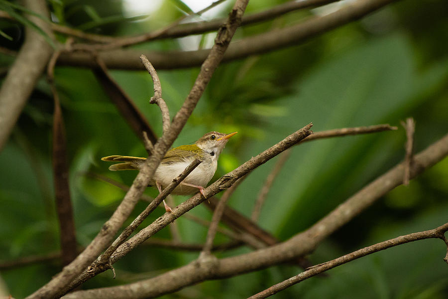 Common Tailorbird #1 Photograph by SAURAVphoto Online Store