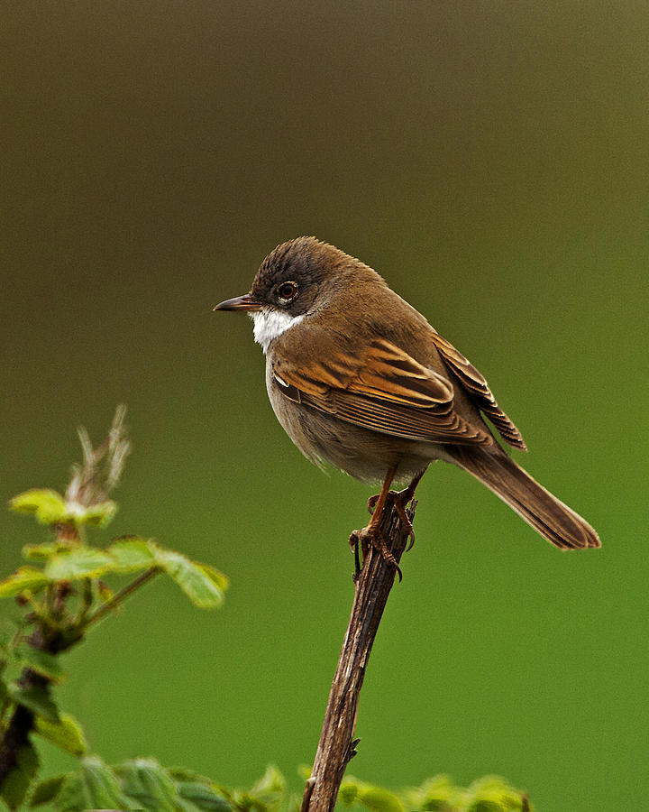 Common Whitethroat #1 Photograph by Paul Scoullar