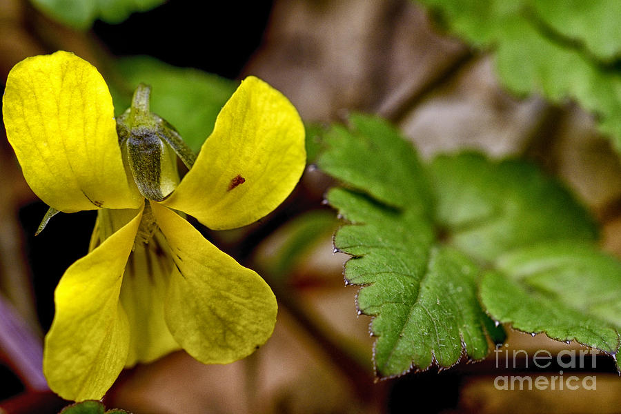 Flowers Still Life Photograph - Common Yellow Violet #1 by Thomas R Fletcher