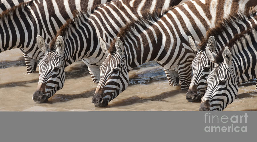 Common Zebras Drinking Water #1 Photograph by John Shaw