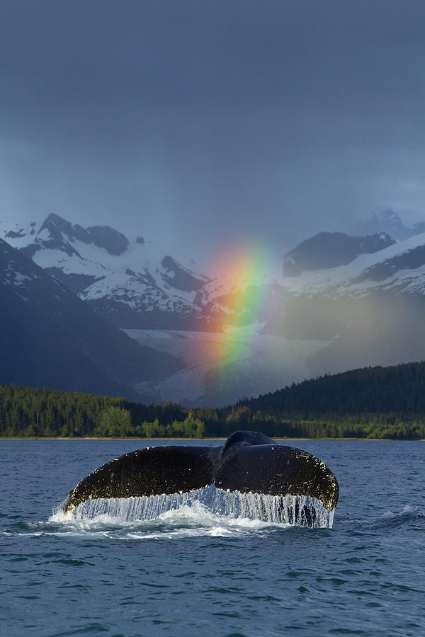 Wildlife Photograph - Composite Bright Rainbow Appears Over #1 by John Hyde