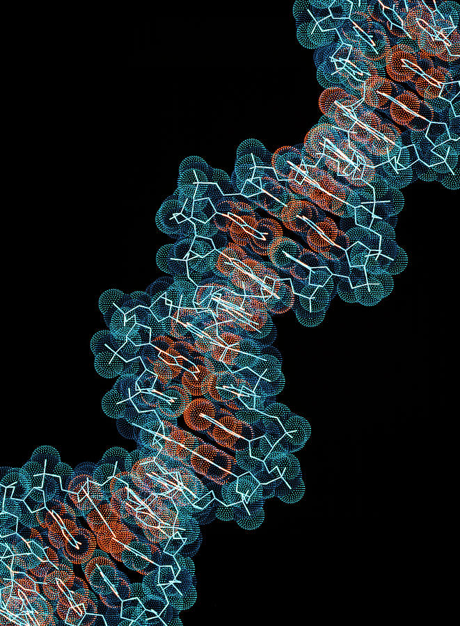 Computer Artwork Of A Segment Of Beta Dna #1 Photograph by Alfred Pasieka/science Photo Library