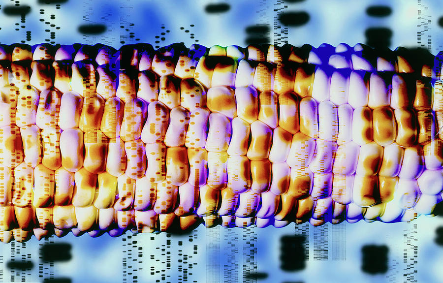 Computer Artwork Of Gm Maize And Dna Autoradiogram #1 Photograph by Alfred Pasieka/science Photo Library