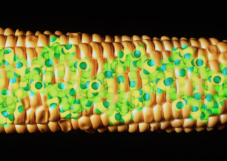 Computer Artwork Of Gm Maize With A Strand Of Dna #1 Photograph by Alfred Pasieka/science Photo Library