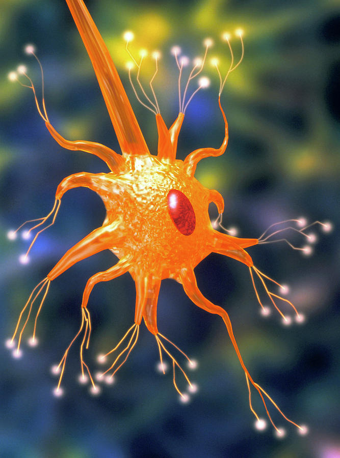 Computer Graphic Of A Motor Neuron Nerve Cell #1 Photograph by Alfred Pasieka/science Photo Library