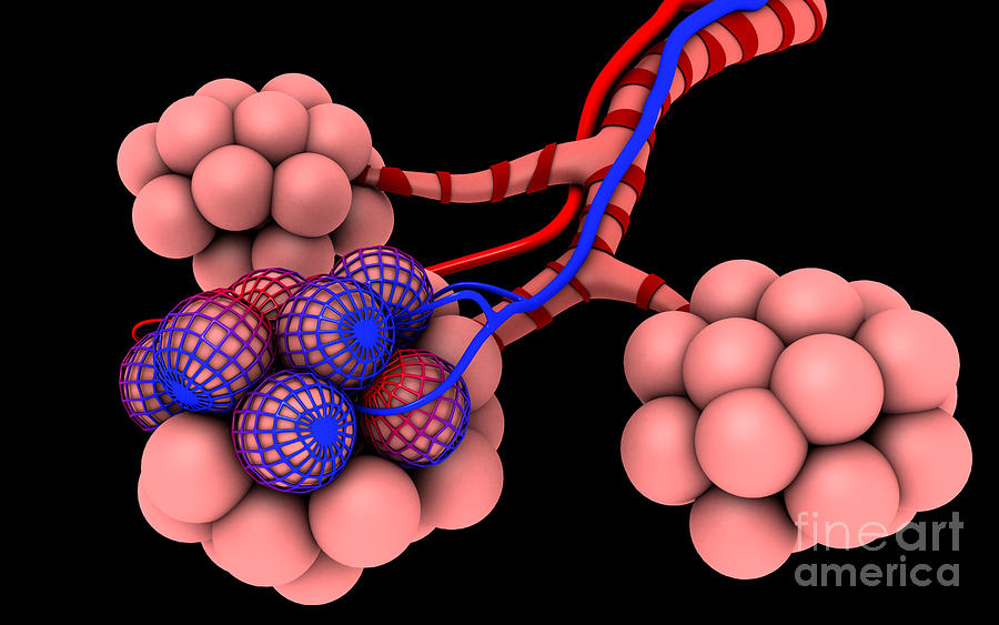 Conceptual Image Of Alveoli #1 Digital Art by Stocktrek Images