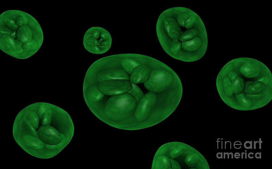 Conceptual Image Of Chloroplast #1 Digital Art by Stocktrek Images