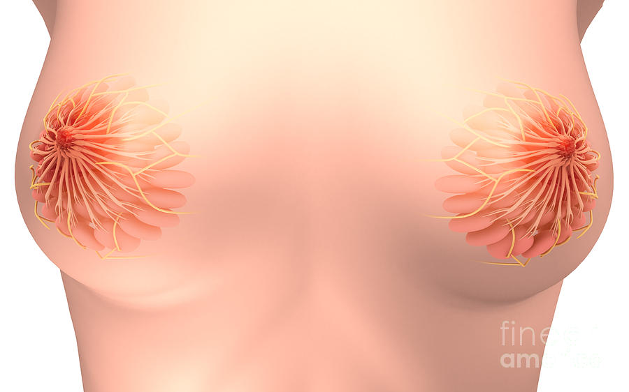 Conceptual Image Of Female Breast #1 Digital Art by Stocktrek Images