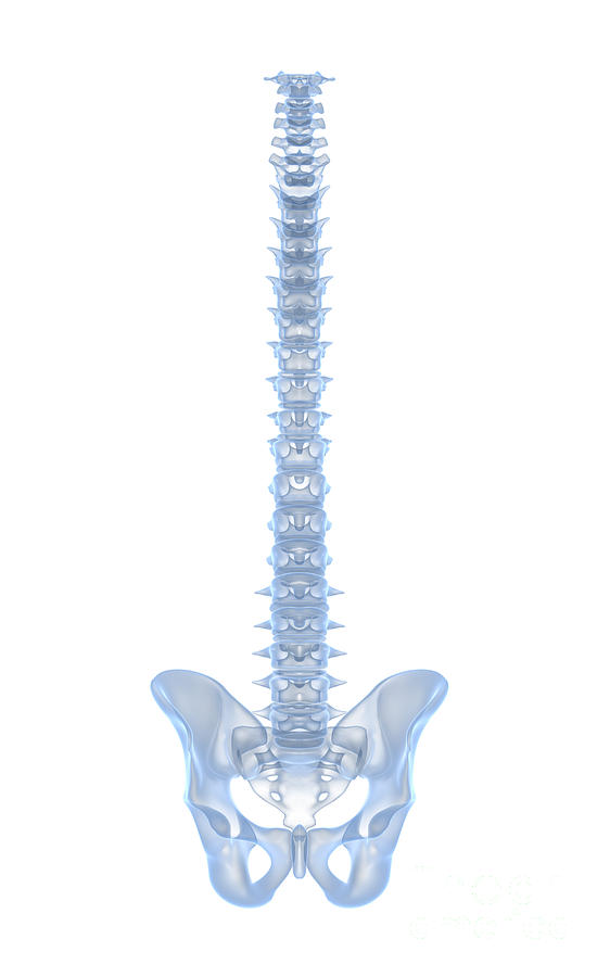 Conceptual Image Of Human Backbone #1 Digital Art by Stocktrek Images