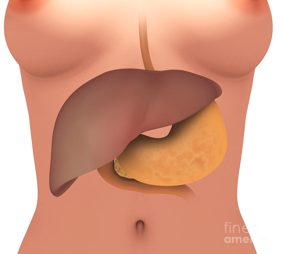Conceptual Image Of Human Digestive #1 Digital Art by Stocktrek Images