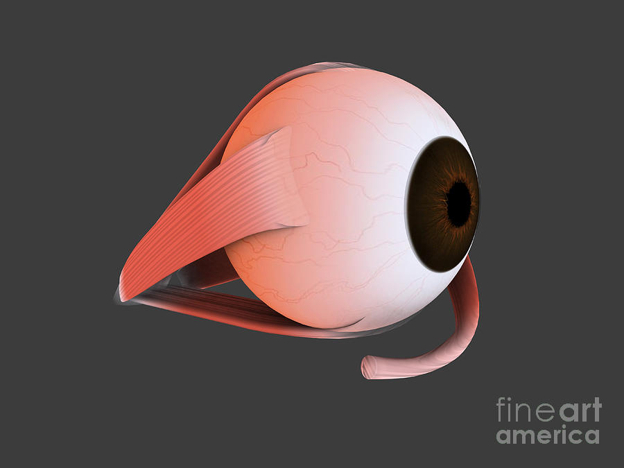 Conceptual Image Of Human Eye Anatomy #1 Digital Art by Stocktrek Images