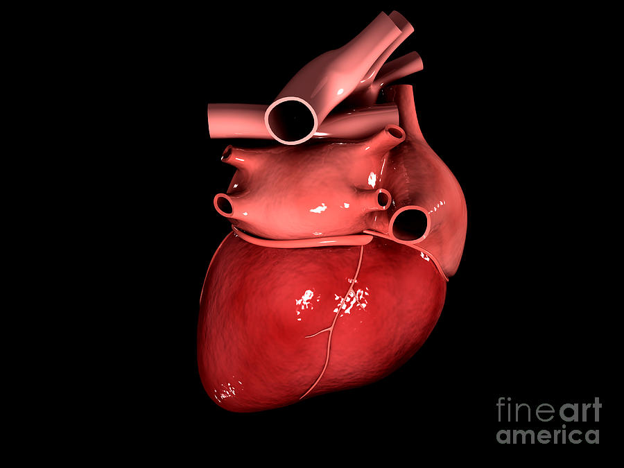 Conceptual Image Of Human Heart #1 Digital Art by Stocktrek Images