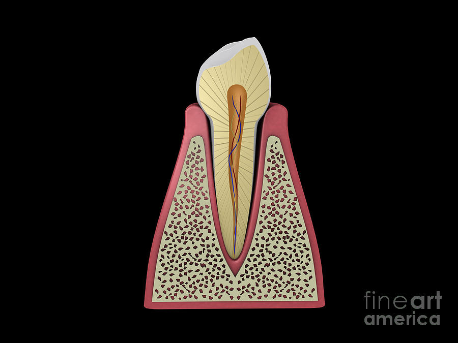 Conceptual Image Of Human Tooth #1 Digital Art by Stocktrek Images