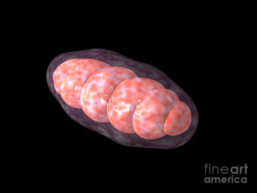 Conceptual Image Of Mitochondria #1 Digital Art by Stocktrek Images