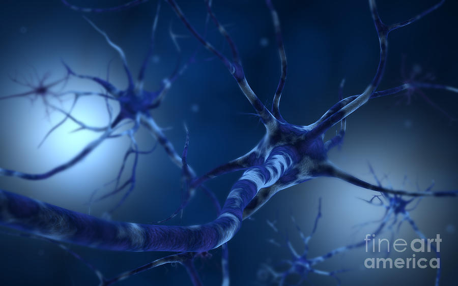 Conceptual Image Of Neuron #1 Digital Art by Stocktrek Images