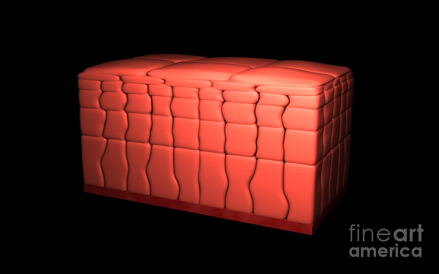 Cube Digital Art - Conceptual Image Of Stratified Squamous #1 by Stocktrek Images
