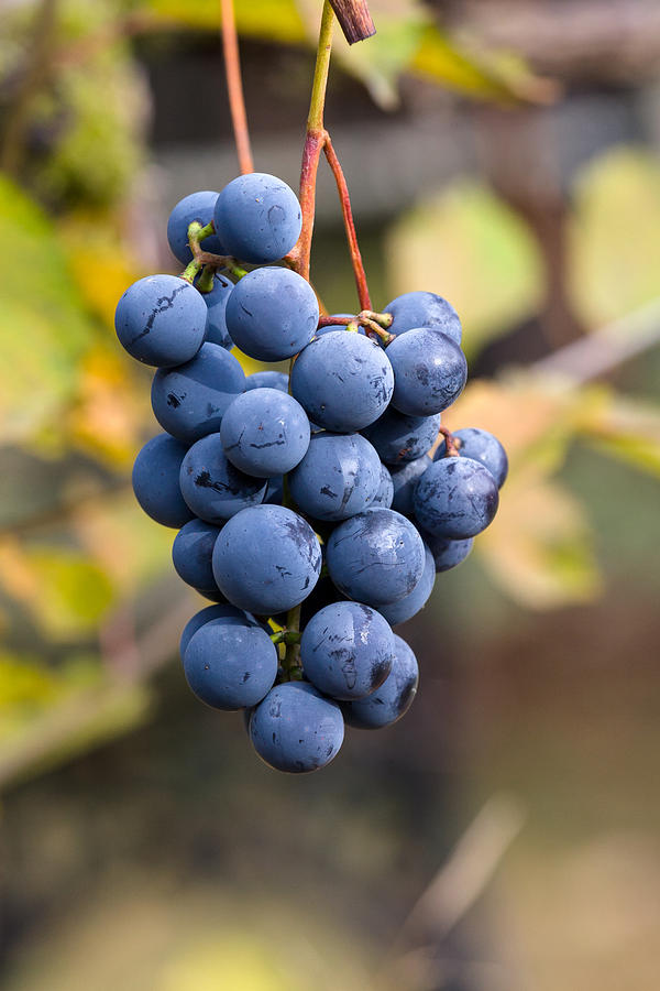 Concord Grapes #1 Photograph by Michael Russell
