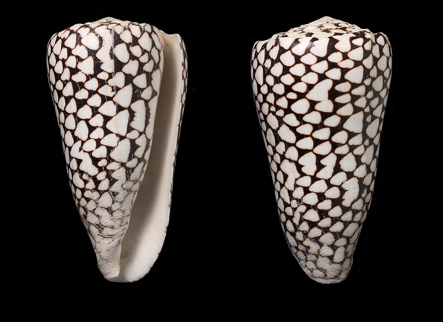 Cone snail shells Photograph by Science Photo Library