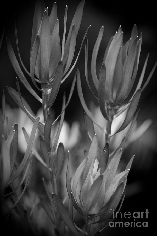 Flower Photograph - Conebush Safari Sunset - Leucadendron by Sharon Mau