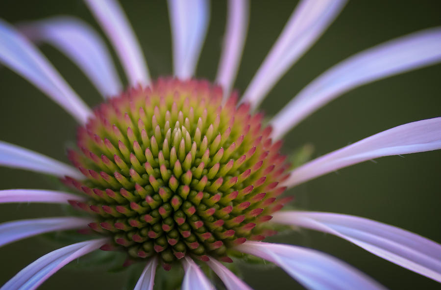 Coneflower Photograph by James Barber