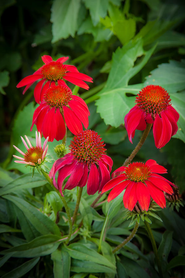 Coneflowers Echinacea Red  #1 Photograph by Rich Franco