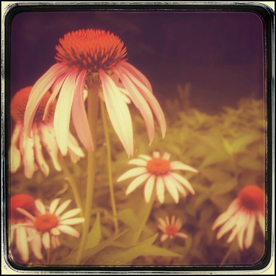 Flower Photograph - Coneflowers of My Mind #1 by Susan See