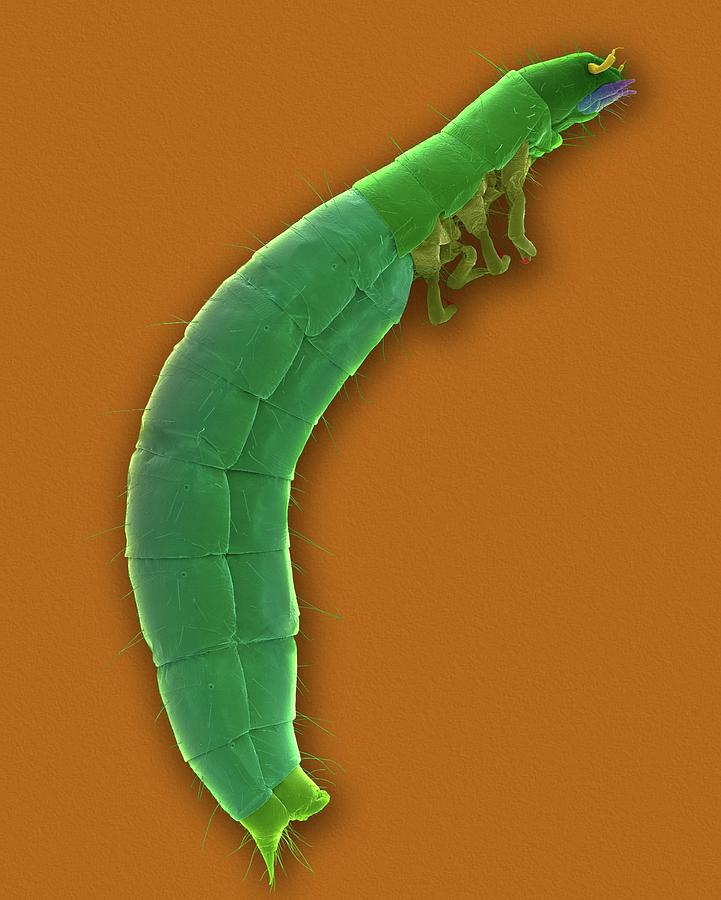1 Confused Flour Beetle Larva Dennis Kunkel Microscopyscience Photo Library 