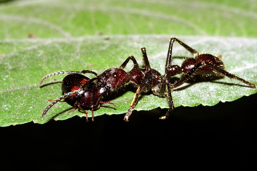 Conga Ant #1 Photograph by Dr Morley Read/science Photo Library