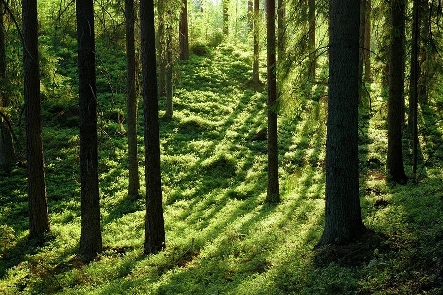 Coniferous Forest #1 Photograph by Bjorn Svensson/science Photo Library