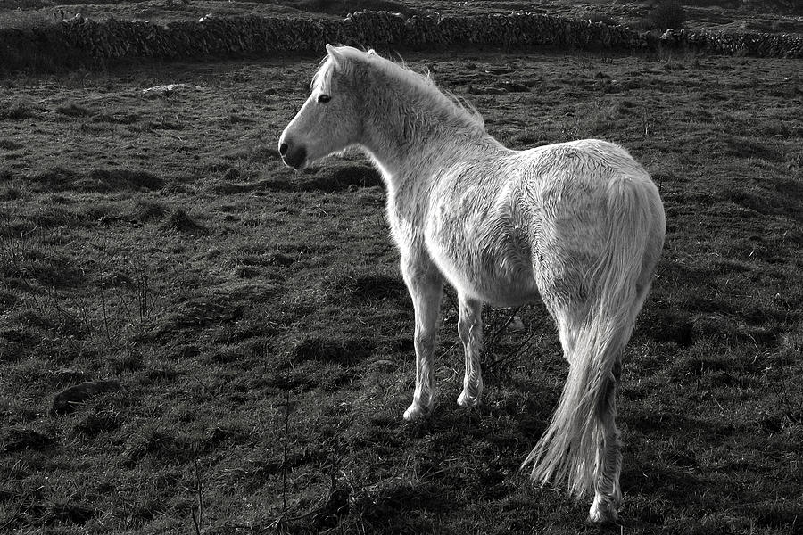 Connemara pony Ireland #1 Photograph by Pierre Leclerc Photography