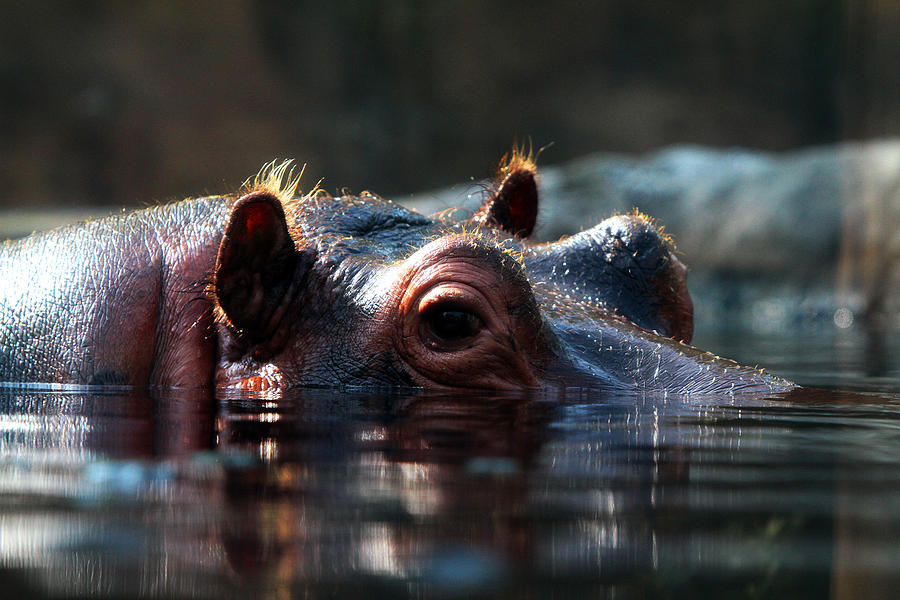 Content Hippo #1 Photograph by John Freidenberg