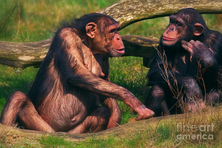 Chimpanzee Photograph - Conversation between two chimpanzees by Nick  Biemans